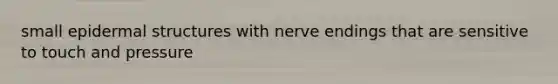 small epidermal structures with nerve endings that are sensitive to touch and pressure