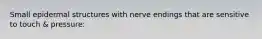 Small epidermal structures with nerve endings that are sensitive to touch & pressure: