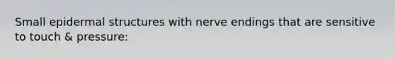 Small epidermal structures with nerve endings that are sensitive to touch & pressure: