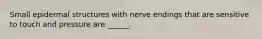 Small epidermal structures with nerve endings that are sensitive to touch and pressure are ______.