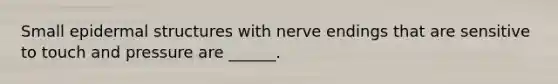 Small epidermal structures with nerve endings that are sensitive to touch and pressure are ______.