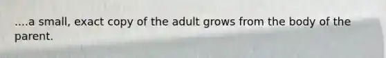 ....a small, exact copy of the adult grows from the body of the parent.