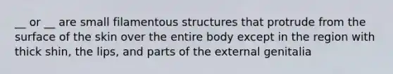 __ or __ are small filamentous structures that protrude from the surface of the skin over the entire body except in the region with thick shin, the lips, and parts of the external genitalia