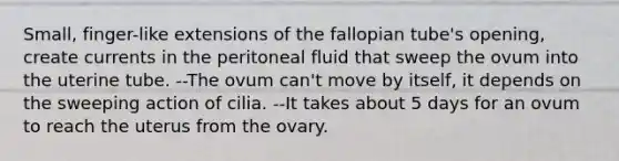 Small, finger-like extensions of the fallopian tube's opening, create currents in the peritoneal fluid that sweep the ovum into the uterine tube. --The ovum can't move by itself, it depends on the sweeping action of cilia. --It takes about 5 days for an ovum to reach the uterus from the ovary.