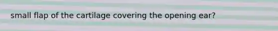small flap of the cartilage covering the opening ear?