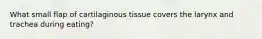 What small flap of cartilaginous tissue covers the larynx and trachea during eating?