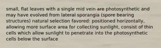 small, flat leaves with a single mid vein are photosynthetic and may have evolved from lateral sporangia (spore bearing structures) natural selection favored: positioned horizontally, allowing more surface area for collecting sunlight, consist of thin cells which allow sunlight to penetrate into the photosynthetic cells below the surface