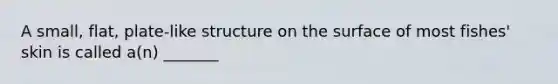 A small, flat, plate-like structure on the surface of most fishes' skin is called a(n) _______