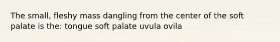 The small, fleshy mass dangling from the center of the soft palate is the: tongue soft palate uvula ovila