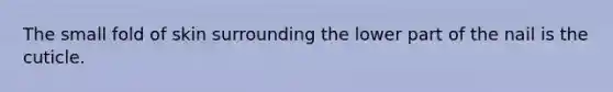 The small fold of skin surrounding the lower part of the nail is the cuticle.