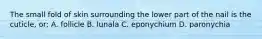 The small fold of skin surrounding the lower part of the nail is the cuticle, or: A. follicle B. lunala C. eponychium D. paronychia