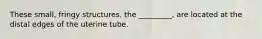 These small, fringy structures, the _________, are located at the distal edges of the uterine tube.