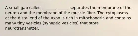 A small gap called _______ ______ separates the membrane of the neuron and the membrane of the muscle fiber. The cytoplasms at the distal end of the axon is rich in mitochondria and contains many tiny vesicles (synaptic vesicles) that store neurotransmitter.