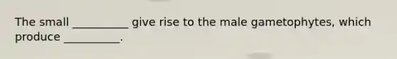 The small __________ give rise to the male gametophytes, which produce __________.