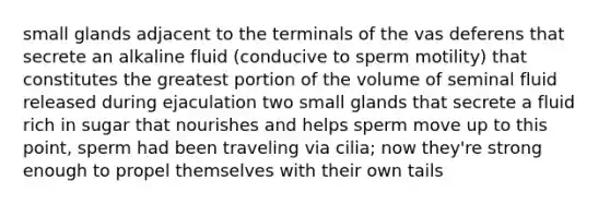 small glands adjacent to the terminals of the vas deferens that secrete an alkaline fluid (conducive to sperm motility) that constitutes the greatest portion of the volume of seminal fluid released during ejaculation two small glands that secrete a fluid rich in sugar that nourishes and helps sperm move up to this point, sperm had been traveling via cilia; now they're strong enough to propel themselves with their own tails