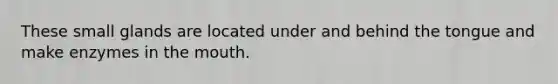 These small glands are located under and behind the tongue and make enzymes in <a href='https://www.questionai.com/knowledge/krBoWYDU6j-the-mouth' class='anchor-knowledge'>the mouth</a>.