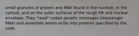 small granules of protein and RNA found in the nucleoli, in the cytosol, and on the outer surfaces of the rough ER and nuclear envelope. They "read" coded genetic messages (messenger RNA) and assemble amino acids into proteins specified by the code.