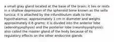 a small gray gland located at the base of the brain; it lies or rests in a shallow depression of the sphenoid bone known as the sella turcica; it is attached by the infundibulum stalk to the hypothalamus; approximately 1 cm in diameter and weighs approximately 0.6 grams; it is divided into the anterior lobe (adenohypophysis) and the posterior lobe (neurohypophysis); also called the master gland of the body because of its regulatory effects on the other endocrine glands