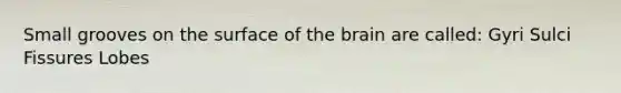 Small grooves on the surface of the brain are called: Gyri Sulci Fissures Lobes