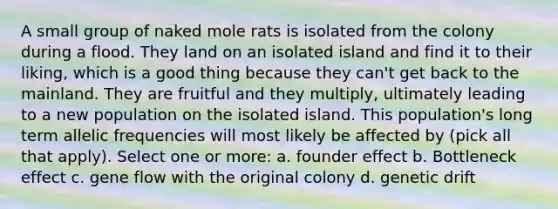 A small group of naked mole rats is isolated from the colony during a flood. They land on an isolated island and find it to their liking, which is a good thing because they can't get back to the mainland. They are fruitful and they multiply, ultimately leading to a new population on the isolated island. This population's long term allelic frequencies will most likely be affected by (pick all that apply). Select one or more: a. founder effect b. Bottleneck effect c. gene flow with the original colony d. genetic drift