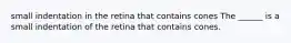 small indentation in the retina that contains cones The ______ is a small indentation of the retina that contains cones.