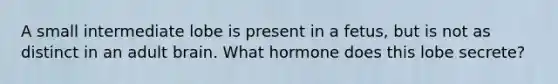 A small intermediate lobe is present in a fetus, but is not as distinct in an adult brain. What hormone does this lobe secrete?