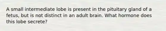 A small intermediate lobe is present in the pituitary gland of a fetus, but is not distinct in an adult brain. What hormone does this lobe secrete?