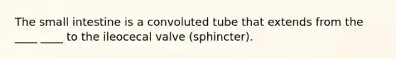 The small intestine is a convoluted tube that extends from the ____ ____ to the ileocecal valve (sphincter).