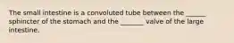 The small intestine is a convoluted tube between the ______ sphincter of the stomach and the _______ valve of the large intestine.