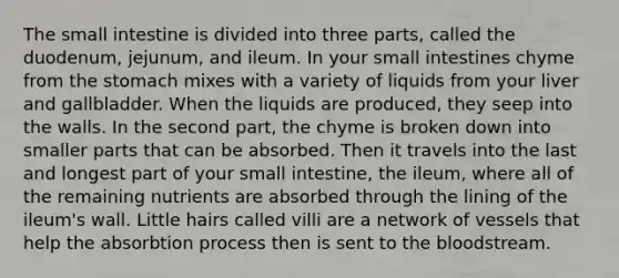 The small intestine is divided into three parts, called the duodenum, jejunum, and ileum. In your small intestines chyme from the stomach mixes with a variety of liquids from your liver and gallbladder. When the liquids are produced, they seep into the walls. In the second part, the chyme is broken down into smaller parts that can be absorbed. Then it travels into the last and longest part of your small intestine, the ileum, where all of the remaining nutrients are absorbed through the lining of the ileum's wall. Little hairs called villi are a network of vessels that help the absorbtion process then is sent to the bloodstream.