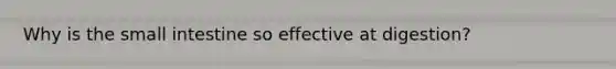 Why is the small intestine so effective at digestion?