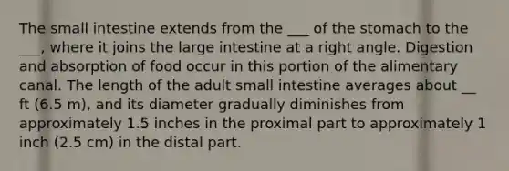 The small intestine extends from the ___ of the stomach to the ___, where it joins the large intestine at a right angle. Digestion and absorption of food occur in this portion of the alimentary canal. The length of the adult small intestine averages about __ ft (6.5 m), and its diameter gradually diminishes from approximately 1.5 inches in the proximal part to approximately 1 inch (2.5 cm) in the distal part.