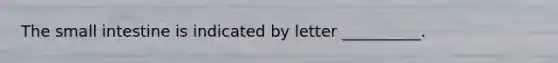 The small intestine is indicated by letter __________.