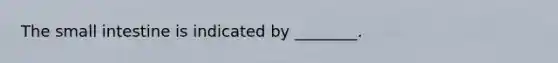 The small intestine is indicated by ________.