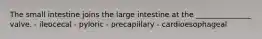 The small intestine joins the large intestine at the _______________ valve. - ileocecal - pyloric - precapillary - cardioesophageal