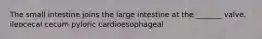 The small intestine joins the large intestine at the _______ valve. ileocecal cecum pyloric cardioesophageal