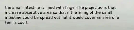 the small intestine is lined with finger like projecitions that increase absorptive area so that if the lining of the small intestine could be spread out flat it wuold cover an area of a tennis court