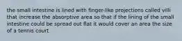 the small intestine is lined with finger-like projections called villi that increase the absorptive area so that if the lining of the small intestine could be spread out flat it would cover an area the size of a tennis court