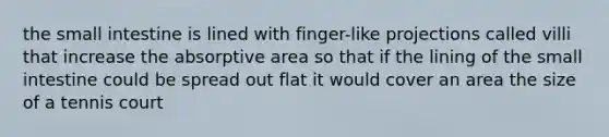 the small intestine is lined with finger-like projections called villi that increase the absorptive area so that if the lining of the small intestine could be spread out flat it would cover an area the size of a tennis court