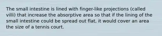 <a href='https://www.questionai.com/knowledge/kt623fh5xn-the-small-intestine' class='anchor-knowledge'>the small intestine</a> is lined with finger-like projections (called villi) that increase the absorptive area so that if the lining of the small intestine could be spread out flat, it would cover an area the size of a tennis court.