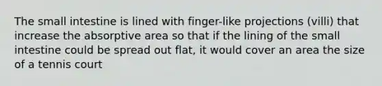 The small intestine is lined with finger-like projections (villi) that increase the absorptive area so that if the lining of the small intestine could be spread out flat, it would cover an area the size of a tennis court