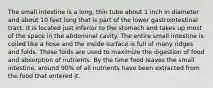 The small intestine is a long, thin tube about 1 inch in diameter and about 10 feet long that is part of the lower gastrointestinal tract. It is located just inferior to the stomach and takes up most of the space in the abdominal cavity. The entire small intestine is coiled like a hose and the inside surface is full of many ridges and folds. These folds are used to maximize the digestion of food and absorption of nutrients. By the time food leaves the small intestine, around 90% of all nutrients have been extracted from the food that entered it.