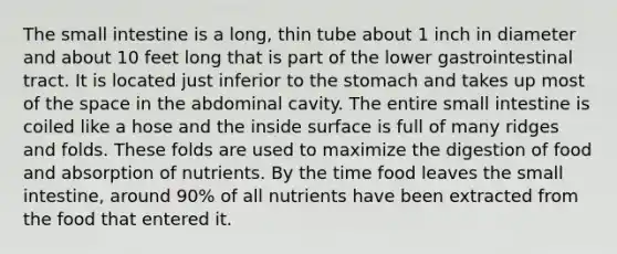 The small intestine is a long, thin tube about 1 inch in diameter and about 10 feet long that is part of the lower gastrointestinal tract. It is located just inferior to the stomach and takes up most of the space in the abdominal cavity. The entire small intestine is coiled like a hose and the inside surface is full of many ridges and folds. These folds are used to maximize the digestion of food and absorption of nutrients. By the time food leaves the small intestine, around 90% of all nutrients have been extracted from the food that entered it.