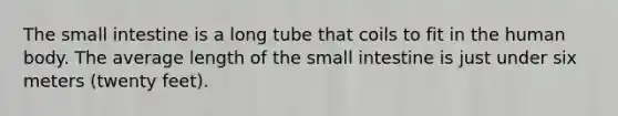 The small intestine is a long tube that coils to fit in the human body. The average length of the small intestine is just under six meters (twenty feet).