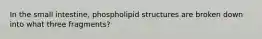 In the small intestine, phospholipid structures are broken down into what three fragments?