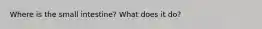 Where is the small intestine? What does it do?