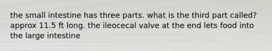 the small intestine has three parts. what is the third part called? approx 11.5 ft long. the ileocecal valve at the end lets food into the large intestine