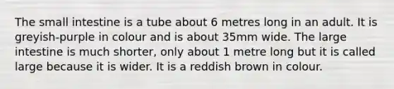 The small intestine is a tube about 6 metres long in an adult. It is greyish-purple in colour and is about 35mm wide. The large intestine is much shorter, only about 1 metre long but it is called large because it is wider. It is a reddish brown in colour.