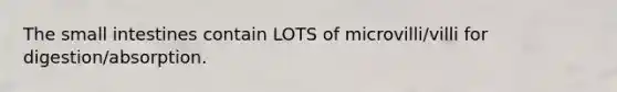 The small intestines contain LOTS of microvilli/villi for digestion/absorption.