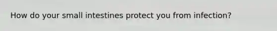 How do your small intestines protect you from infection?